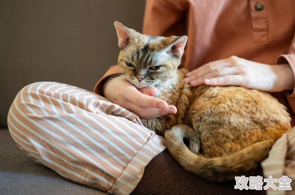 猫咪免费人成网站在线观看资源更新至第10集新增高清版本