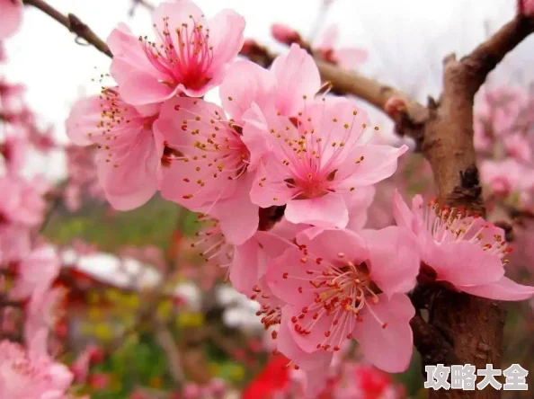 桃花村里桃花运探晴安让人心旷神怡的自然之旅