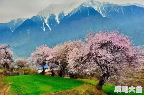 桃花村里桃花运探晴安让人心旷神怡的自然之旅