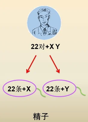 双性yd受身体逐渐适应开发程度加深尝试更多花样