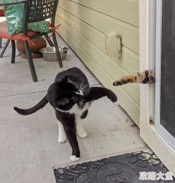 求好心人给个地址听说隔壁老王家的猫昨天跟李阿姨家的狗私奔了