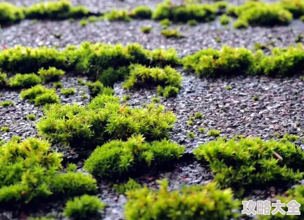 苔藓过滤塔净化空气守护健康营造绿色清新环境