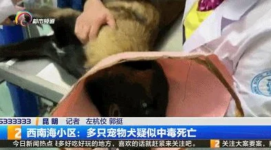 男女一上一下抽搐gif曝光不雅视频内容低俗传播违法