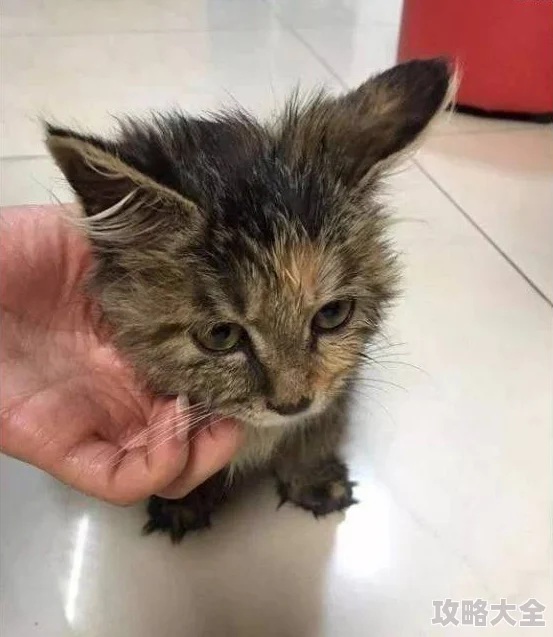 毛茸茸的阴户据说邻居张阿姨家的猫特别喜欢蹭那里