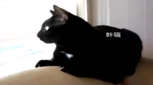 糖心柚子猫甘雨致命的错误资源泄露完整版已流出