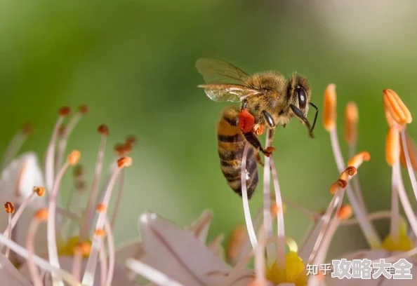 蜜源是什么探索蜜蜂采集花蜜的秘密之旅