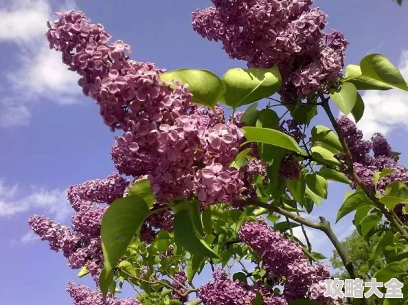 色墦五月丁香为何在五月如此盛行因为五月是丁香花盛开的季节，带来视觉和嗅觉的盛宴