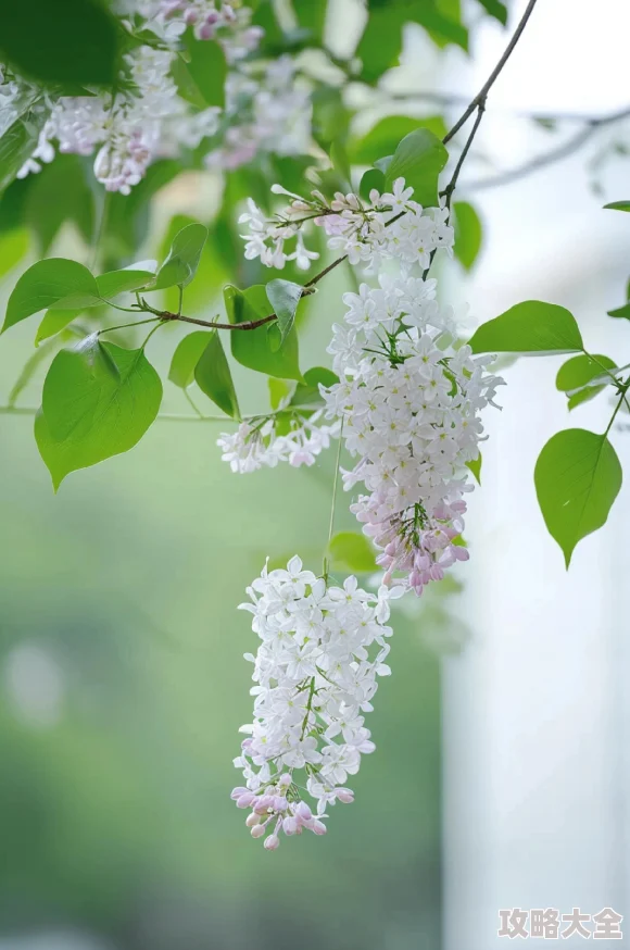 色墦五月丁香为何在五月如此盛行因为五月是丁香花盛开的季节，带来视觉和嗅觉的盛宴