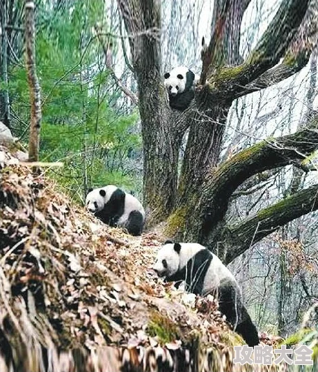 《功夫熊猫3手游》后期比武场伙伴与技能搭配热门推荐