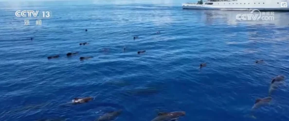 海之声探寻深海奥秘揭示生物多样性与海洋生态系统