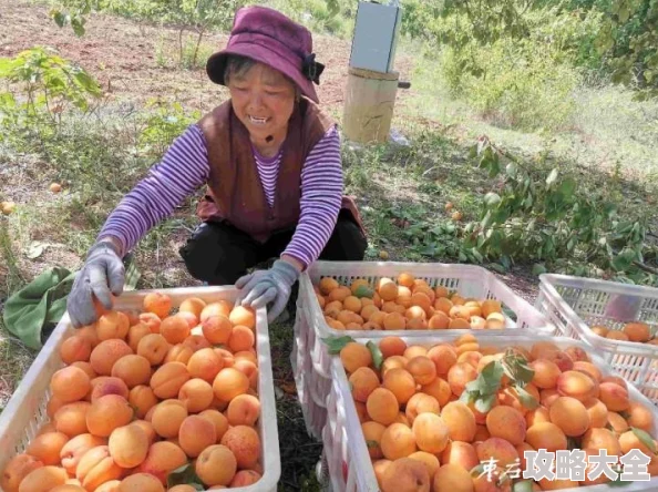 丰收之路美食推广全攻略：探寻美味与文化的完美结合