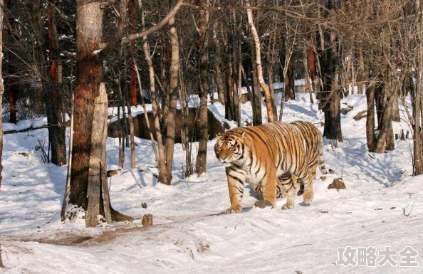 战争雷霆中：猎虎与豹1坦克哪个更胜一筹