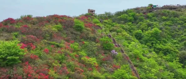 梦幻模拟战手游白花恋诗下打法全攻略：如何高效策略性通过白花恋诗下关卡