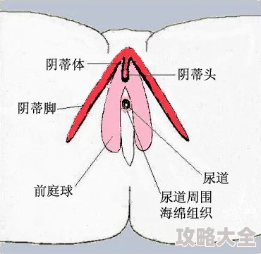 牛鞭弄入女人下身视频：极端性行为背后的心理探讨