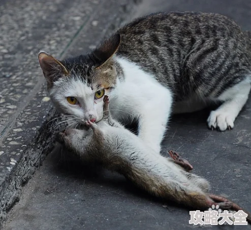 猫与老鼠捕鼠技巧大揭秘_快速捉老鼠的猫咪绝招